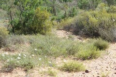 Convolvulus capensis