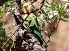 Agapornis roseicollis