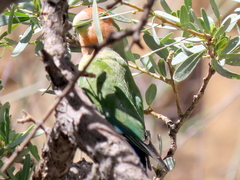 Agapornis roseicollis