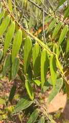 Xylopia sericea