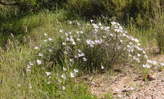 Convolvulus capensis
