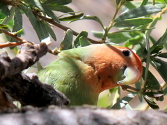 Agapornis roseicollis