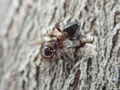 Crematogaster ashmeadi