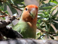 Agapornis roseicollis