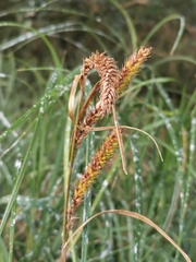 Carex atherodes