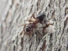 Crematogaster ashmeadi