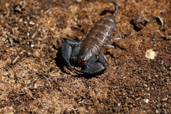 Hormurus waigiensis