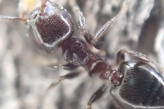 Crematogaster ashmeadi