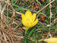 Sternbergia lutea