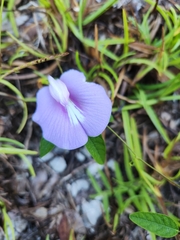 Centrosema virginianum