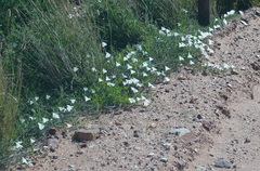 Convolvulus capensis
