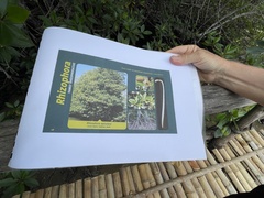 Rhizophora apiculata