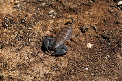 Hormurus waigiensis