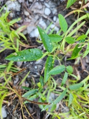 Centrosema virginianum