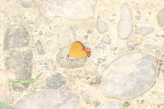 Heliophorus epicles