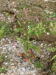 Persicaria extremiorientalis