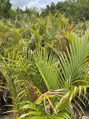 Dypsis lutescens