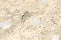 Hypolycaena erylus