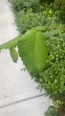 Ulmus