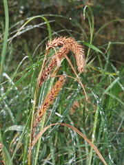 Carex atherodes