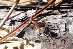 Camponotus socius