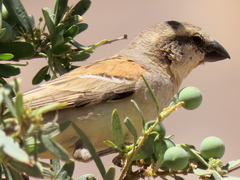 Passer motitensis motitensis