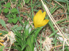 Sternbergia lutea