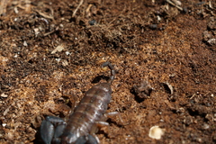 Hormurus waigiensis