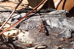 Camponotus socius