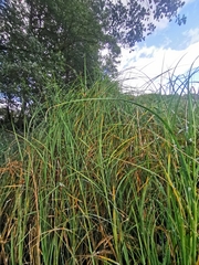 Carex atherodes