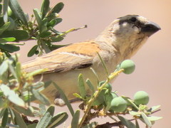 Passer motitensis motitensis