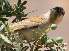 Passer motitensis motitensis