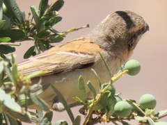 Passer motitensis motitensis