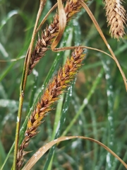 Carex atherodes