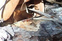 Camponotus socius