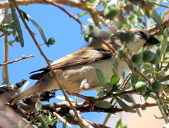 Passer motitensis motitensis