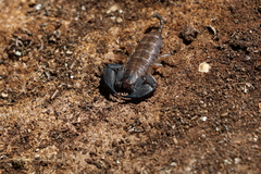 Hormurus waigiensis