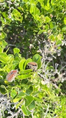 Trichostetha capensis hottentotta