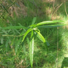 Ozothamnus ferrugineus