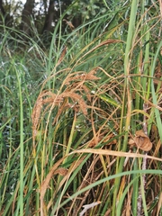 Carex atherodes