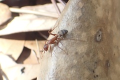 Camponotus socius