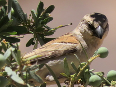 Passer motitensis motitensis