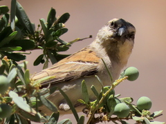 Passer motitensis motitensis