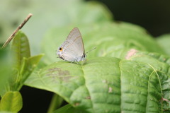 Hypolycaena erylus