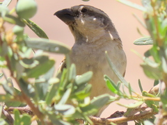 Passer motitensis motitensis
