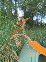 Carex atherodes