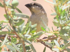 Passer motitensis motitensis