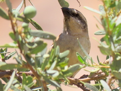 Passer motitensis motitensis