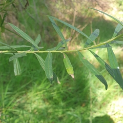 Ozothamnus ferrugineus