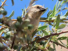 Passer motitensis motitensis